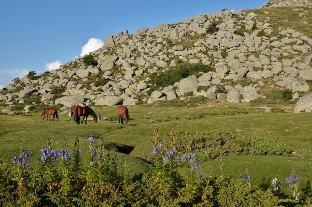 Gite Du Chalet Pietri Olivese المظهر الخارجي الصورة
